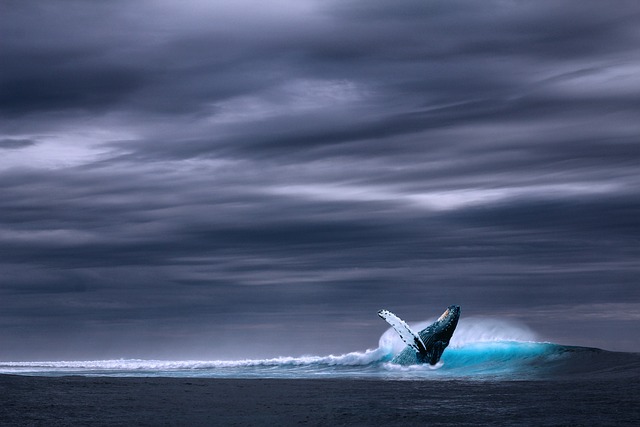Whale Tales:⁢ Understanding Dreams About ​Whales