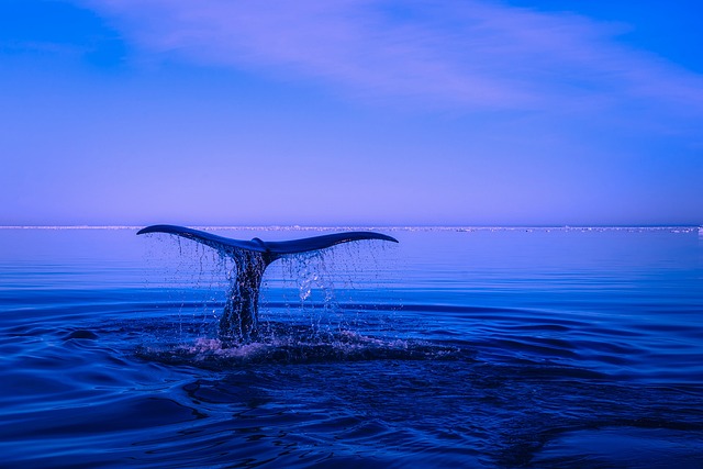 Unveiling the Hidden Messages: ‍Decoding Whale Dreams