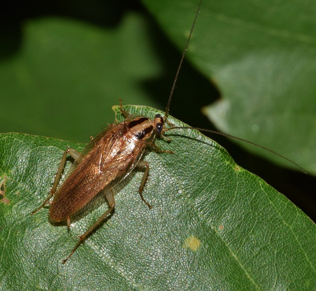 Interpreting the Meaning Behind Roaches in Dreams: Insights from ⁤Experts