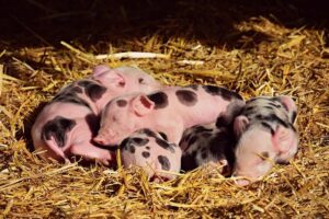 Do Pigs Dream: Understanding Animal Behavior Do Pigs Dream: Understanding Animal Behavior