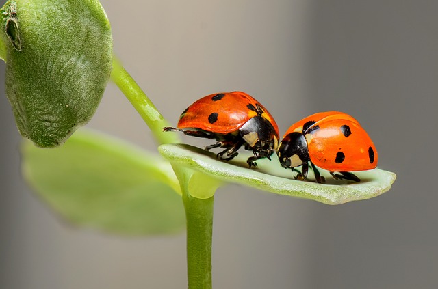 Treating Bug Dreams as Metaphors: Insights to Help ​Decode and Harness Their Symbolic Power