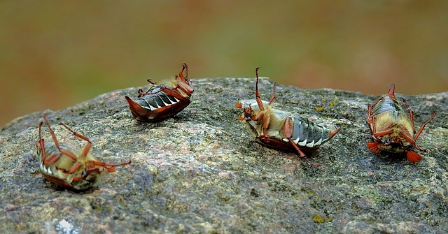 Unveiling the ‍Metaphorical Connections: Connecting the Dots between Bug Dreams‌ and Real-Life Experiences