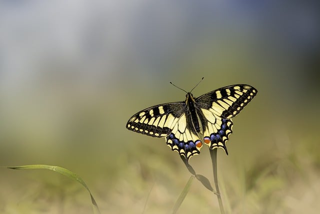 Interpreting Bug Dreams: Understanding the ⁢Profound Significance of Insect Encounters in Your Sleep