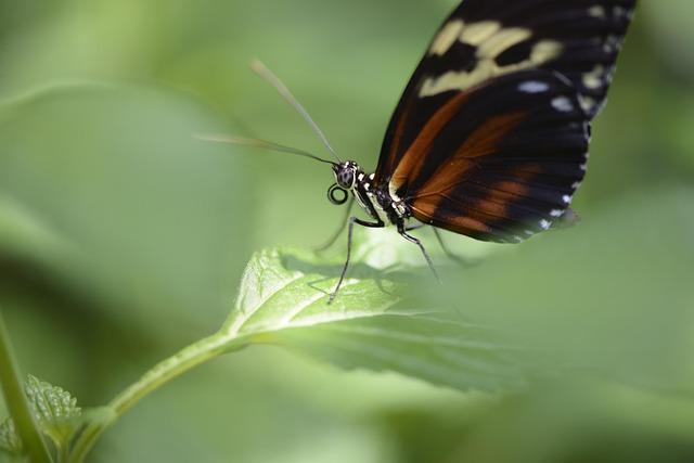 The Intricate World of Dream Analysis: Exploring the Hidden Meanings of Bug‍ Dreams