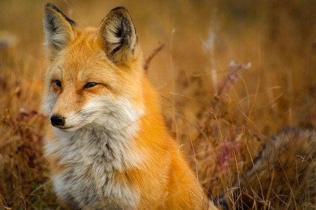 What Do Dreams About Foxes Mean? Foxy Dream Analysis 2 The Elusive Nature of Foxes in Dream Symbolism