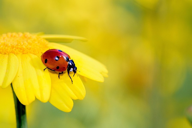 Unraveling the Symbolism: Decoding the Messages Behind Bug-Infested Dreams