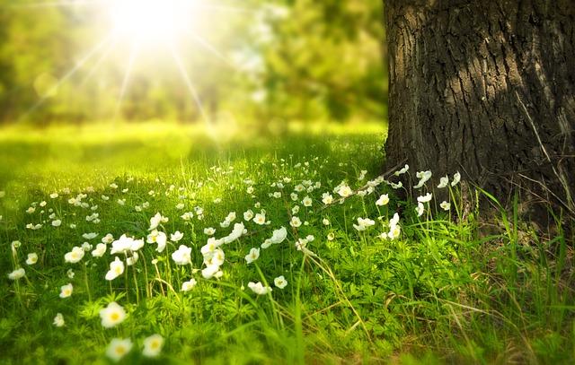Nature's Time‍ Capsule: Unlocking the Secrets of ⁣Dream's Predecessor Vegetation
