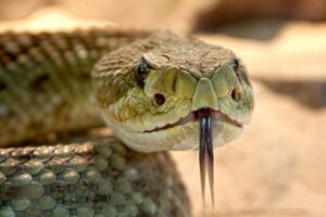 Is Dreaming of Snakes Good? The Truth Will Amaze You!