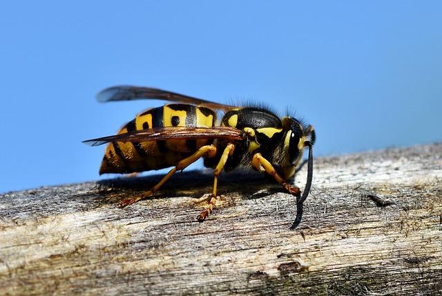 What Does It Mean When You Dream About Wasps? Wasp Dreams Unveiled! 4 - How to Interpret Different Scenarios of Wasp Dreams