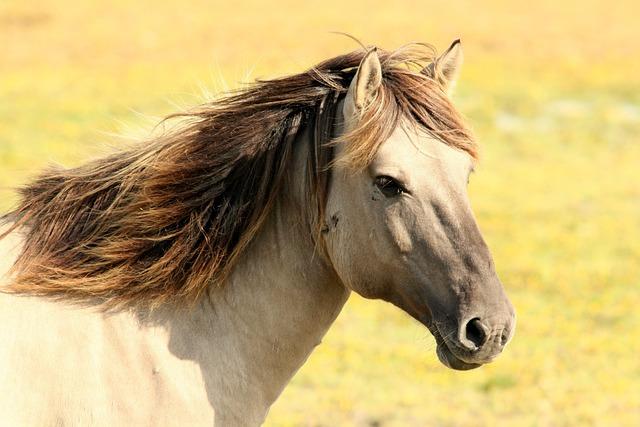 Caring for the Equine Mind: Tips‌ for⁣ Supporting Healthy Dreaming